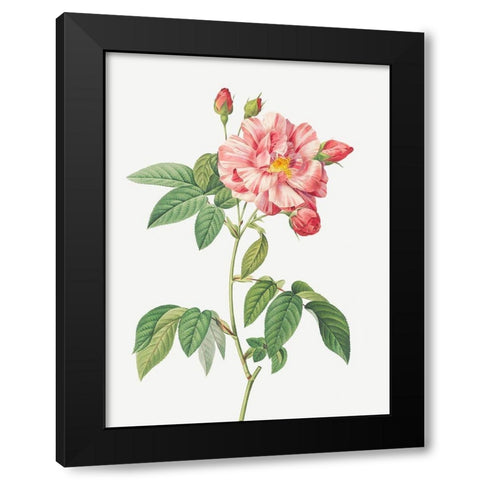 Rosa Mundi, French Rosebush with Varigated Flowers, Rosa gallica versicolor Black Modern Wood Framed Art Print by Redoute, Pierre Joseph