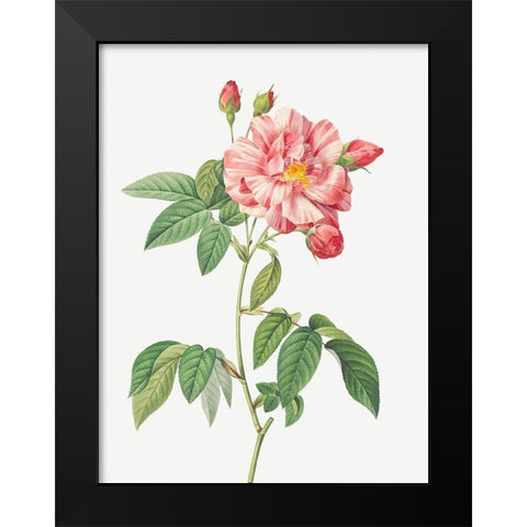 Rosa Mundi, French Rosebush with Varigated Flowers, Rosa gallica versicolor Black Modern Wood Framed Art Print by Redoute, Pierre Joseph