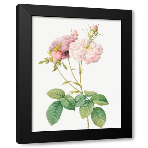 Celsiana Damask Rose, Rosa damascena celsiana Black Modern Wood Framed Art Print by Redoute, Pierre Joseph
