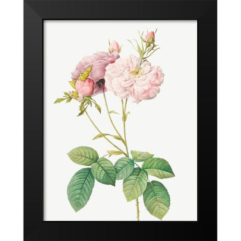 Celsiana Damask Rose, Rosa damascena celsiana Black Modern Wood Framed Art Print by Redoute, Pierre Joseph