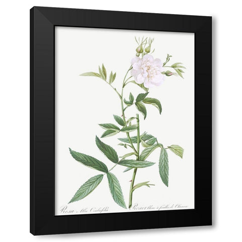 Rosa alba Cimboefolia , White Rose with Hemp Leaves Black Modern Wood Framed Art Print with Double Matting by Redoute, Pierre Joseph