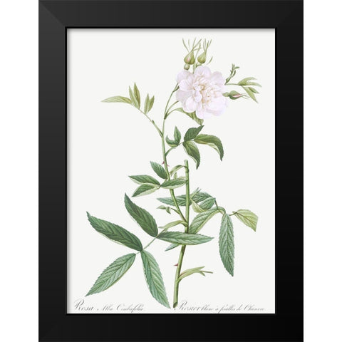 Rosa alba Cimboefolia , White Rose with Hemp Leaves Black Modern Wood Framed Art Print by Redoute, Pierre Joseph