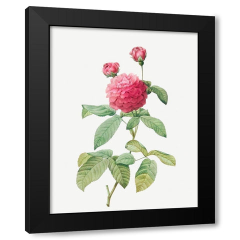 Purple Agatha, Little Violet Buttercup, Rosa gallica agatha, var Delphiniana Black Modern Wood Framed Art Print by Redoute, Pierre Joseph