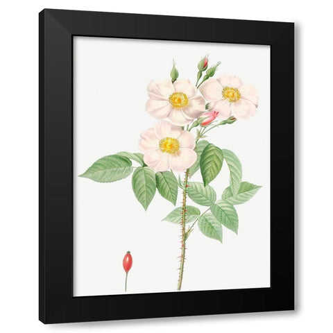 Damask Rose, Rosewood Rose Petal, Rosa damascena Black Modern Wood Framed Art Print by Redoute, Pierre Joseph