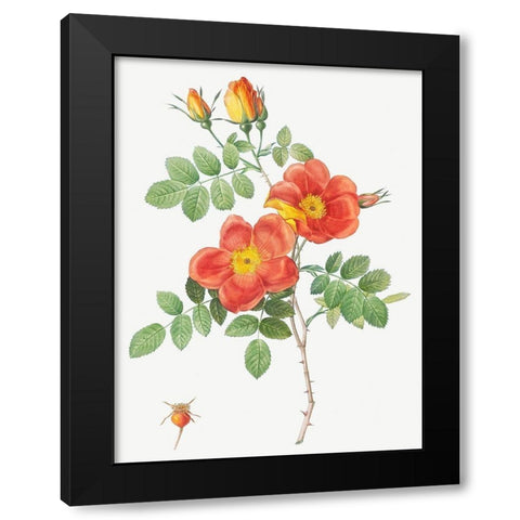 Austrian Copper Rose, Rosa eglanteria var. punicea Black Modern Wood Framed Art Print with Double Matting by Redoute, Pierre Joseph