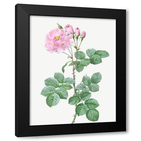 Aurora Poniatowska, Rosa damascena aurora Black Modern Wood Framed Art Print by Redoute, Pierre Joseph