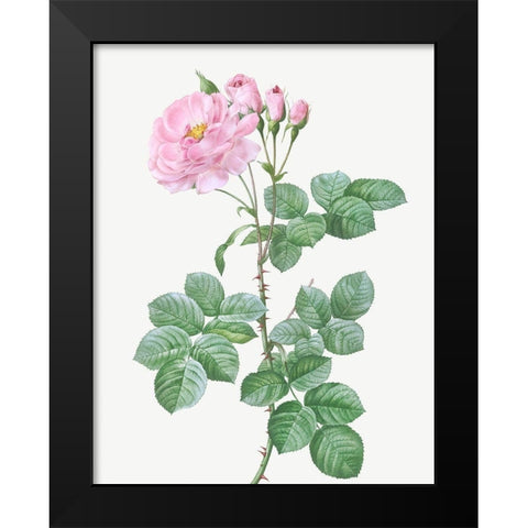Aurora Poniatowska, Rosa damascena aurora Black Modern Wood Framed Art Print by Redoute, Pierre Joseph