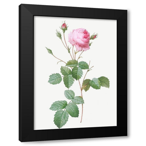 Crenate Leaved Cabbage Rose, Rosa centifolia crenata Black Modern Wood Framed Art Print with Double Matting by Redoute, Pierre Joseph
