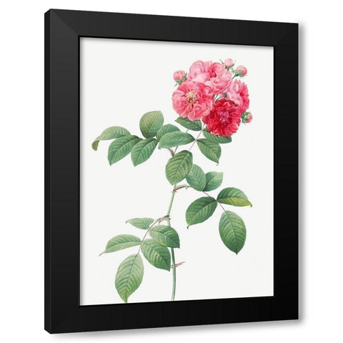 Seven Sisters Roses, Multiflora Rose with Large Leaves, Rosa multiflora platyphylla Black Modern Wood Framed Art Print by Redoute, Pierre Joseph