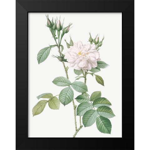 Autumn Damask Rose, Rosebush of the Four Seasons with White Flowers, Rosa bifera alba Black Modern Wood Framed Art Print by Redoute, Pierre Joseph