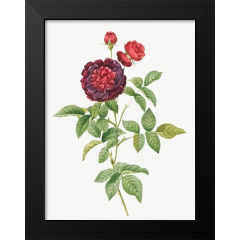 Guerins Rose, One Hundred-Leaved Rose, Rosa gallica gueriniana Black Modern Wood Framed Art Print by Redoute, Pierre Joseph