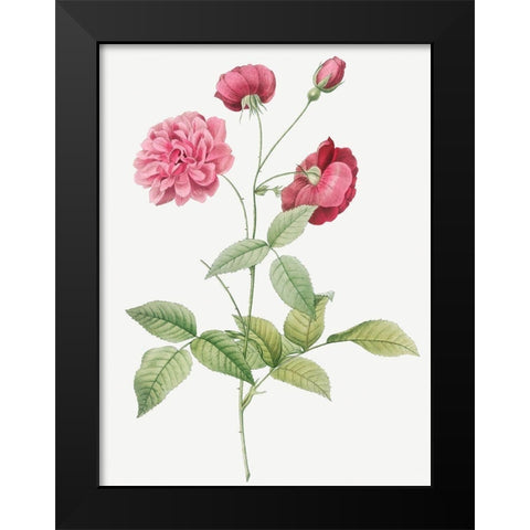 China Rose, Bengal Animating, Rosa indica dichotoma Black Modern Wood Framed Art Print by Redoute, Pierre Joseph