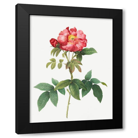Bluish Leaved Provins Rose, Rosa gallica caerulea Black Modern Wood Framed Art Print with Double Matting by Redoute, Pierre Joseph