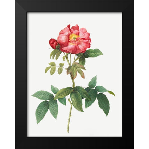 Bluish Leaved Provins Rose, Rosa gallica caerulea Black Modern Wood Framed Art Print by Redoute, Pierre Joseph