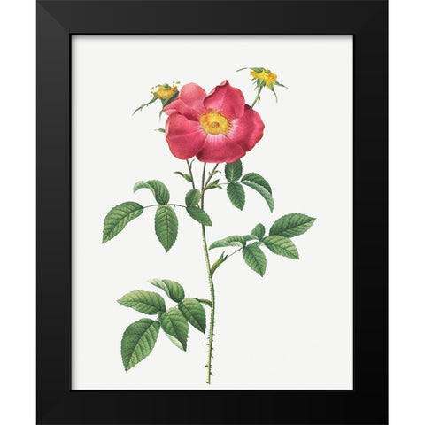 Stapelia French rose variety, Rosa gallica stapelice flora Black Modern Wood Framed Art Print by Redoute, Pierre Joseph
