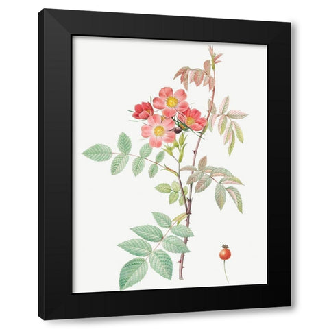 Redleaf Rose, Rosebush with Reddish Leaves, Rosa rubrifolia Black Modern Wood Framed Art Print by Redoute, Pierre Joseph