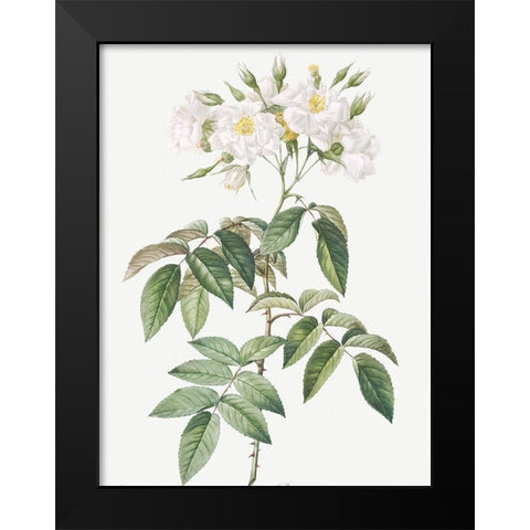 Musk rose, Rosa moschata flore semi pleno Black Modern Wood Framed Art Print by Redoute, Pierre Joseph