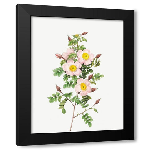 Rosa pimpinellifolia, Burnet Rose, Rosa pimpinelli-folia inermis Black Modern Wood Framed Art Print with Double Matting by Redoute, Pierre Joseph
