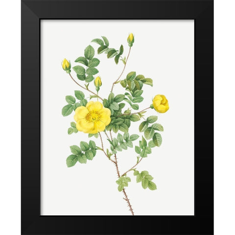 Sweetbriar Rose, Eglantine Rose, Rosa eglanteria luteola Black Modern Wood Framed Art Print by Redoute, Pierre Joseph