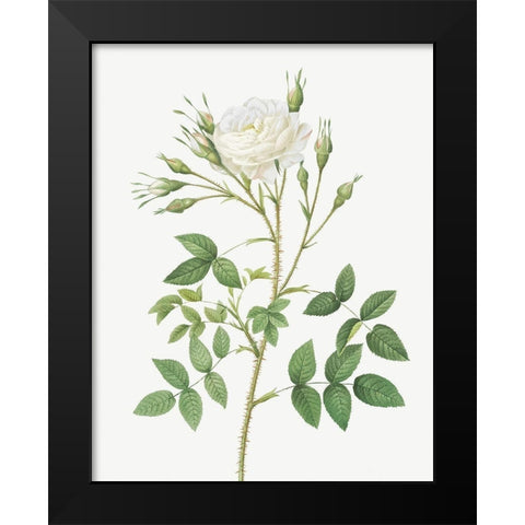 Rose of Rosenberg, Rosa rosenbergiana Black Modern Wood Framed Art Print by Redoute, Pierre Joseph