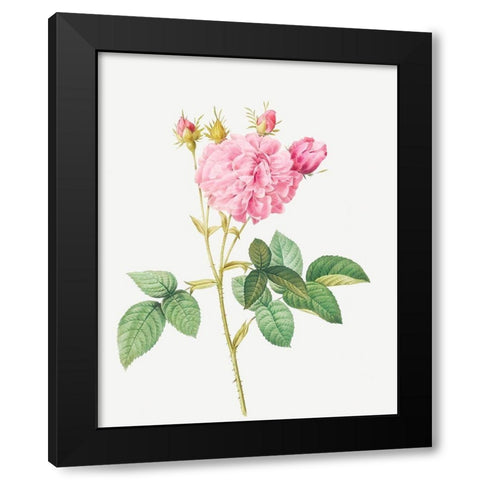 Agatha rose, Rosa gallica Agatha Black Modern Wood Framed Art Print by Redoute, Pierre Joseph