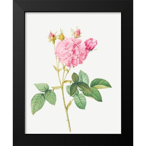 Agatha rose, Rosa gallica Agatha Black Modern Wood Framed Art Print by Redoute, Pierre Joseph