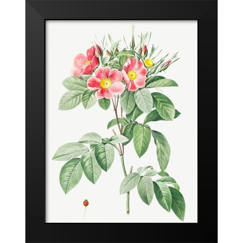 Pasture Rose, Highbush Carolina Rosebush, Rosa Carolina coryinbosa Black Modern Wood Framed Art Print by Redoute, Pierre Joseph