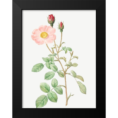 Musk Rose, Sparkling Rose, Rosa moschata Black Modern Wood Framed Art Print by Redoute, Pierre Joseph