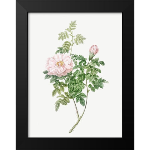 Ventenats Rose, Rose Bush, Rosa ventenatiana Black Modern Wood Framed Art Print by Redoute, Pierre Joseph