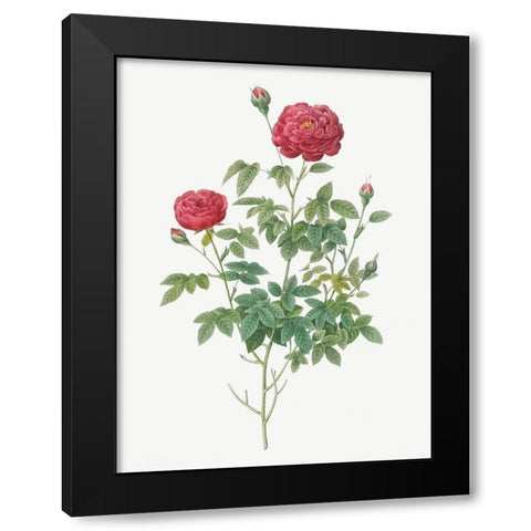 Burgundy Cabbage Rose, Pompon of Burgundy, Rosa pomponia Burgundiaca Black Modern Wood Framed Art Print by Redoute, Pierre Joseph