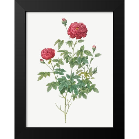 Burgundy Cabbage Rose, Pompon of Burgundy, Rosa pomponia Burgundiaca Black Modern Wood Framed Art Print by Redoute, Pierre Joseph