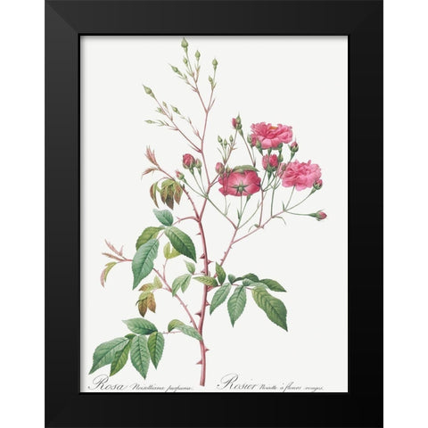 Pink Noisette, Rosa noisettiana purpurea Black Modern Wood Framed Art Print by Redoute, Pierre Joseph