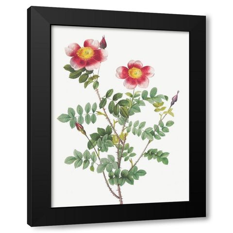 Burnet Rose, Rosa pimpinellifolia flore variegato Black Modern Wood Framed Art Print by Redoute, Pierre Joseph