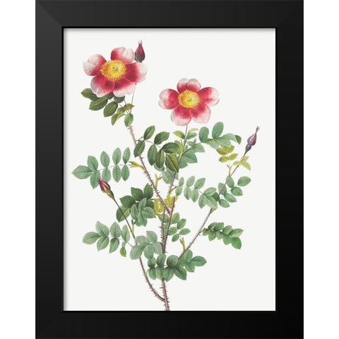 Burnet Rose, Rosa pimpinellifolia flore variegato Black Modern Wood Framed Art Print by Redoute, Pierre Joseph