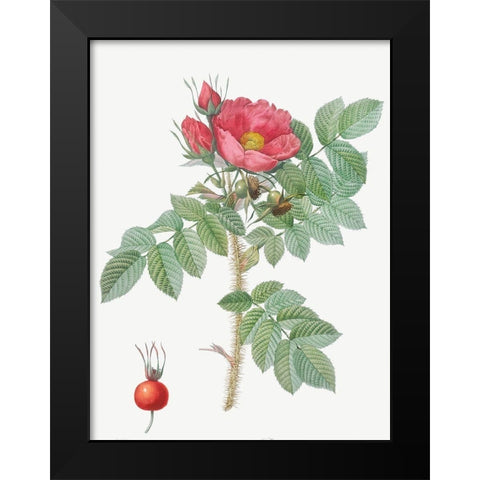 Kamtschatka Rose, Rosa kamtschatica Black Modern Wood Framed Art Print by Redoute, Pierre Joseph