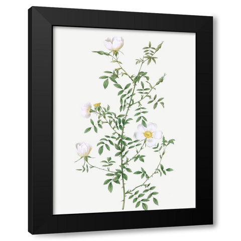 Myrtle Leaved Hedge Rose, Roses of Hayes with Myrtle Leaves, Rosa sepium Myrtifolia Black Modern Wood Framed Art Print by Redoute, Pierre Joseph