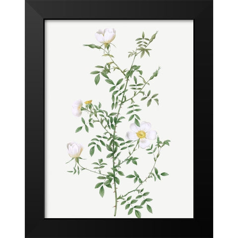 Myrtle Leaved Hedge Rose, Roses of Hayes with Myrtle Leaves, Rosa sepium Myrtifolia Black Modern Wood Framed Art Print by Redoute, Pierre Joseph