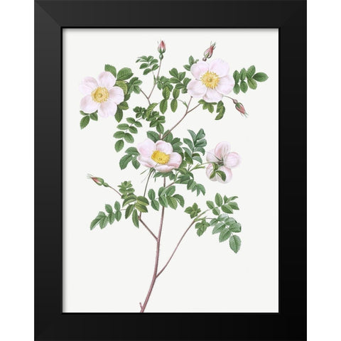 De Candolles white rose, Rosier de Candolle, Rosa candolleana elegans Black Modern Wood Framed Art Print by Redoute, Pierre Joseph