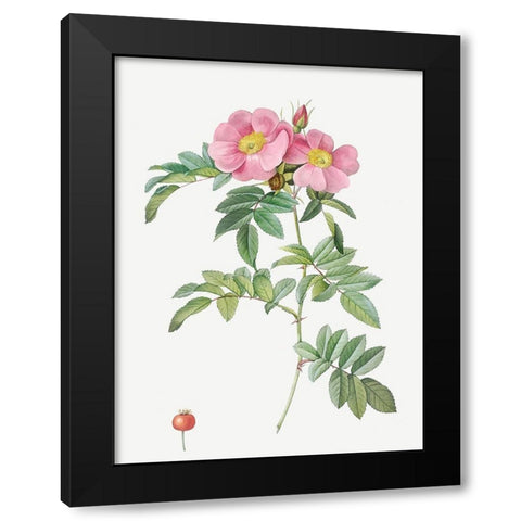 Rosa lucida, Shining Rose Black Modern Wood Framed Art Print by Redoute, Pierre Joseph
