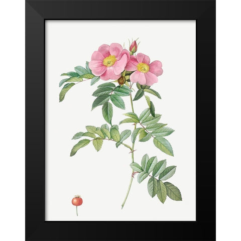 Rosa lucida, Shining Rose Black Modern Wood Framed Art Print by Redoute, Pierre Joseph