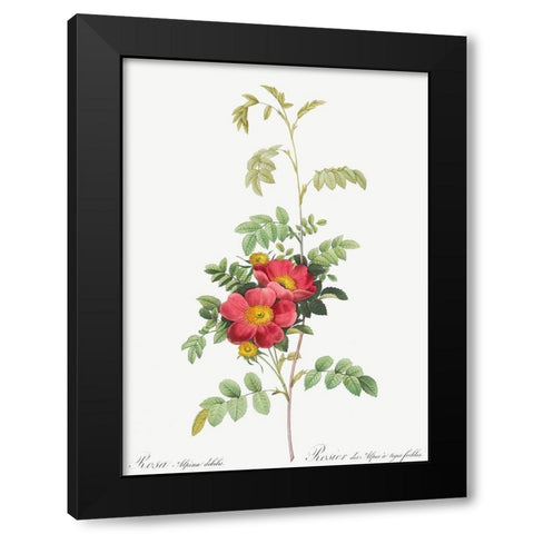 Alpine Rose, Rosebush of Alpes with Weak Stems, Rosa alpina debilis Black Modern Wood Framed Art Print by Redoute, Pierre Joseph