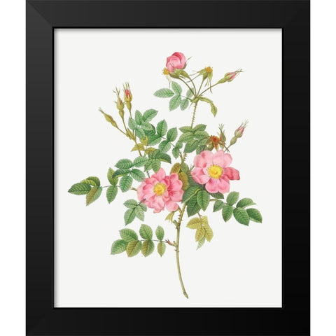 Sweet Briar, Rusty Rose with Semi-Double Flowers, Rosa rubiginosa flore semi-pleno Black Modern Wood Framed Art Print by Redoute, Pierre Joseph