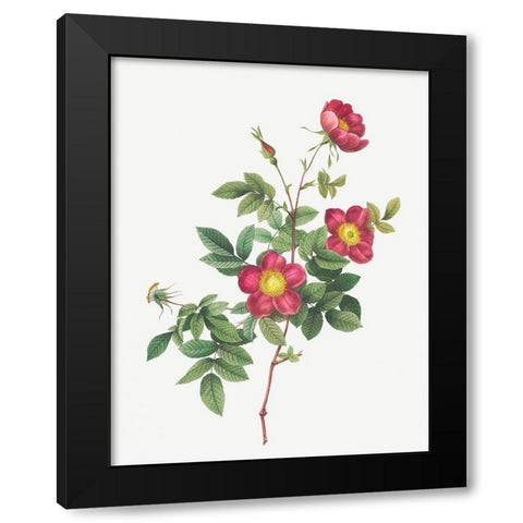 Alpine Rose, Common Alpine Rose Garden, Rosa Alpina vulgaris Black Modern Wood Framed Art Print by Redoute, Pierre Joseph