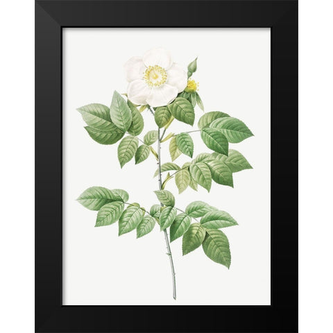 Leschenaults Rose, Rose Bush, Rosa sempervirens leschenaultiana Black Modern Wood Framed Art Print by Redoute, Pierre Joseph