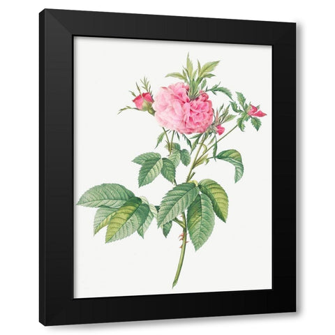 Agatha rose, Rosa gallica Agatha Black Modern Wood Framed Art Print by Redoute, Pierre Joseph