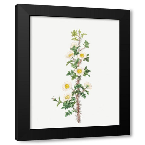 Scotch Rose, Rose tree with a thousand thorns, Rosa myriacantha Black Modern Wood Framed Art Print with Double Matting by Redoute, Pierre Joseph