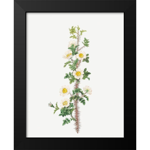Scotch Rose, Rose tree with a thousand thorns, Rosa myriacantha Black Modern Wood Framed Art Print by Redoute, Pierre Joseph