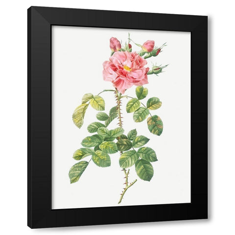 Four Seasons Rose, Rosa bifera variegata Black Modern Wood Framed Art Print by Redoute, Pierre Joseph