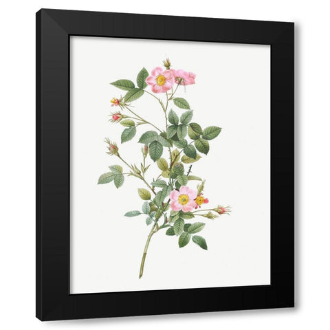 Pale Pink Pompon Rose, Rosa pomponia flore subsimplici Black Modern Wood Framed Art Print with Double Matting by Redoute, Pierre Joseph