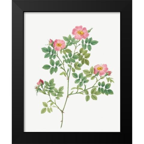 Corymb Rose, Rose Bush, Rosa dumetorum Black Modern Wood Framed Art Print by Redoute, Pierre Joseph